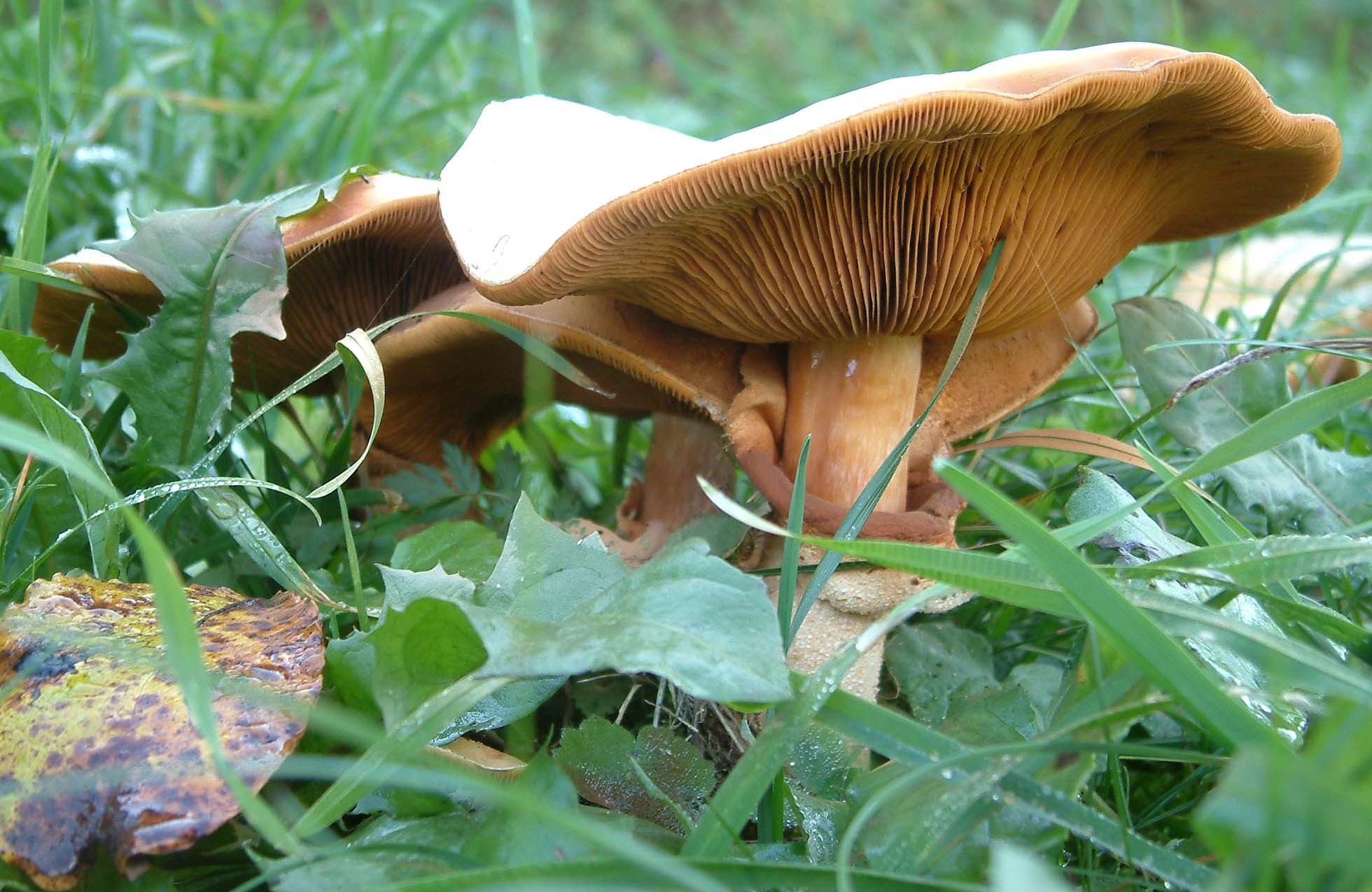 Cosa ha da fare un marinaio in montagna se non....